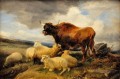 牧草地の牛と羊